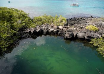 Record Galapagos debt-for-nature swap scrutinized over transparency irregularities claims