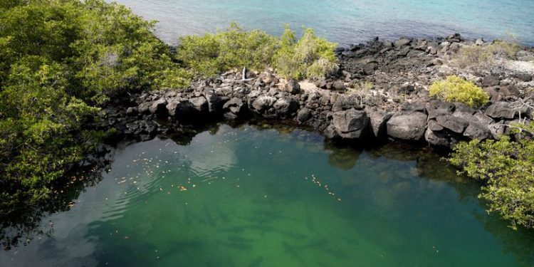 Record Galapagos debt-for-nature swap scrutinized over transparency irregularities claims