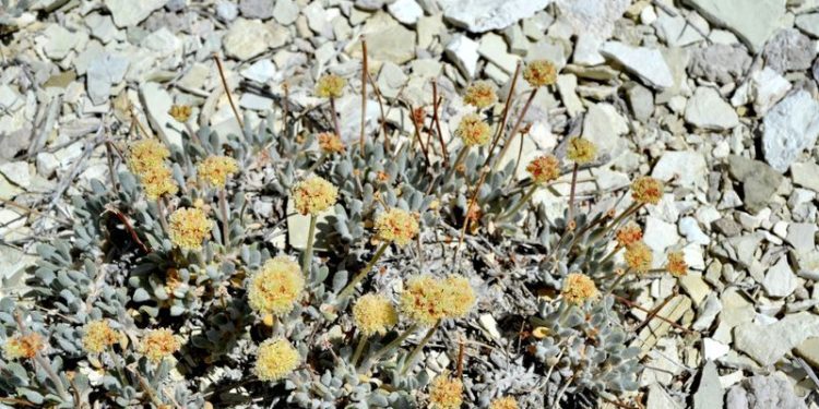 Biden administration approves ioneer’s Nevada lithium mine