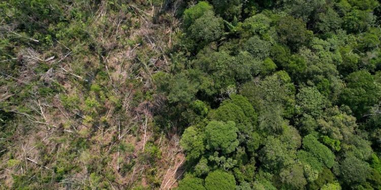 Brazil fines meat packers $64 million for buying cattle from deforested Amazon land