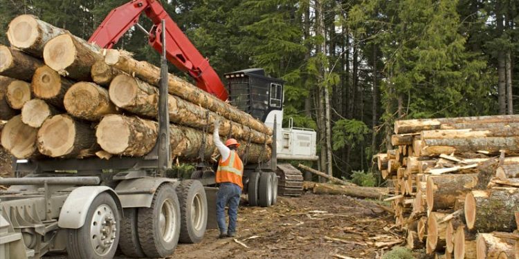 Raymond James upgrades timber REITs on improving lumber market fundamentals